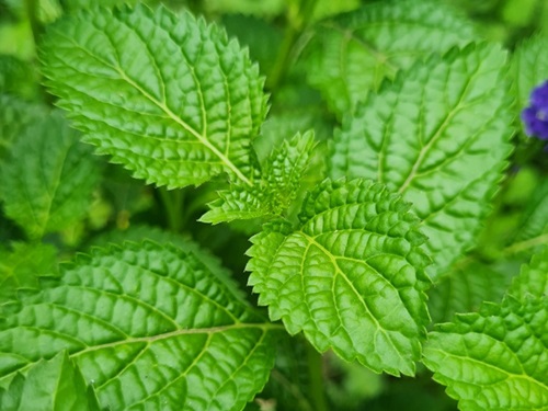 மெந்தில் பிசிஏ: பண்புகள் மற்றும் பயன்பாடுகள்
